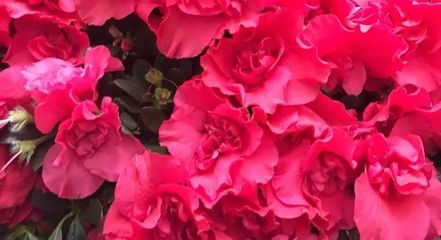 陽春三月藝術盛宴 世紀傳承2018年3月25日藝術品拍賣會暨文化節(jié)征集中